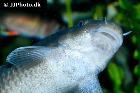 Doktorfisk (Garra rufa)